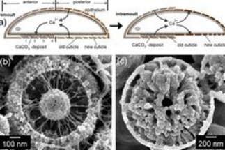 <strong>Nano-architecture and mineralization of the amorphous CaCO<sub>3</sub> deposits during the moult cycle of the terrestrial isopod <em>Porcellio scaber</em> (Crustacea)</strong>