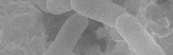 Microbiological Workbench Microbiological Workbench