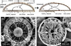 <strong>Nano-architecture and mineralization of the amorphous CaCO<sub>3</sub> deposits during the moult cycle of the terrestrial isopod <em>Porcellio scaber</em> (Crustacea)</strong>
