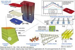 <strong>Modelling of the mechanical properties and behaviour of mineralized endocuticle from different Decapoda (Crustacea)</strong>