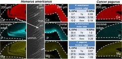 <strong>Comparative analysis of structure, composition and mechanical properties of cuticular skeletal elements with specific functions in different species of Crustacea</strong>