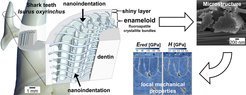 <strong>Synthetic dental composite materials inspired by shark tooth enameloid</strong>