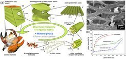 <strong>Structure-property relations in mineralized cuticle of different Crustacea</strong>