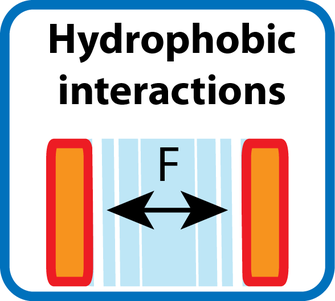 <span>Hydrophobic interactions</span>