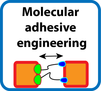 <span><span>Molecular engineering of adhesives</span></span>