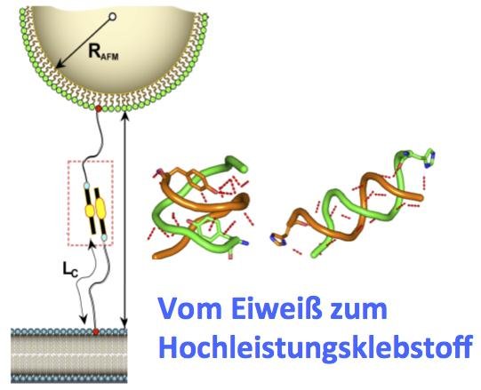 Durch direkte Vermessung und Simulation von Wechselwirkungen zwischen einzelnen Proteinen, sowie Proteinen und Oberflächen können molekulare Wechselwirkungen entschlüsselt, und somit auch technologisch nutzbar gemacht werden.