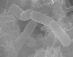 Sulfate-reducing bacteria (Desulfopila corrodens strain IS4) in their extracellular polymeric substance on an iron substrate causing anaerobic microbially influenced corrosion.