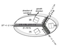 Fig. 6: Schematical picture of the twin triples frequently observed in NiCo deposits as deter-mined by 3D EBSD. The measurements allow the determination of the crystal orientations, misorientations, and the crystallographic indices of all grain boundaries. Crystals (1) and (2) form a coherent 57° compression-type twin. Crystal (3) is in a non-coherent twin relation to crystal (2) but it has no special relationship with (1). Note the occurrence of basal planes as boundary planes between (2) and (3) and (1) and (3).