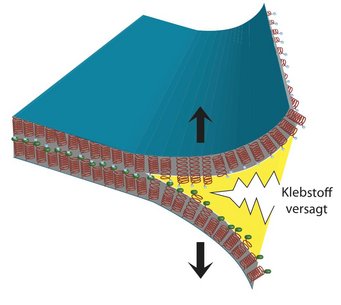 Wenn ein Klebstoff versagt, brechen einzelne Bindungen auf molekularer Ebene. Wie man ein Versagen beziehungsweise die Stärke einer Bindung auf makroskopischer Ebene basierend auf Einzelmolekül-Wechselwirkungen bestimmen kann, war bisher ein Rätsel. Hier haben die Forscher am MPIE einen Durchbruch erzielt und können nun Haftung und Enthaftung auf molekularer Basis verstehen und somit auch vorhersagen. Wenn ein Klebstoff versagt, brechen einzelne Bindungen auf molekularer Ebene. Wie man ein Versagen beziehungsweise die Stärke einer Bindung auf makroskopischer Ebene basierend auf Einzelmolekül-Wechselwirkungen bestimmen kann, war bisher ein Rätsel. Hier haben die Forscher am MPIE einen Durchbruch erzielt und können nun Haftung und Enthaftung auf molekularer Basis verstehen und somit auch vorhersagen.