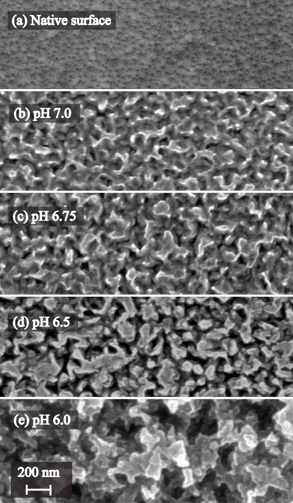 Surface morphology as a function of the solution pH Surface morphology as a function of the solution pH