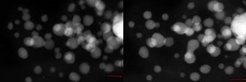 Overview of a Pt nanoparticles system in STEM Dark-Field mode, respectively, before and after accelerated degradation test.