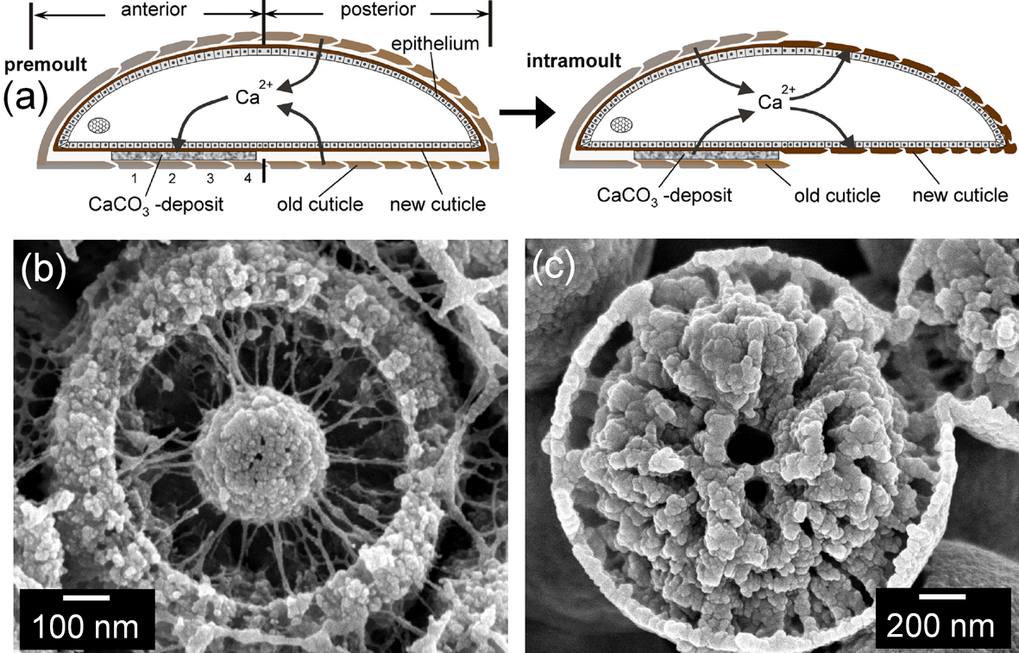 Fig. 1. a) Schematic depiction of the molt cycle of P. scaber. b, c) ACC spherules of the sternal CaCO3 deposits with their b) filamentous protein matrix and c) during natural degradation. Fig. 1. a) Schematic depiction of the molt cycle of P. scaber. b, c) ACC spherules of the sternal CaCO3 deposits with their b) filamentous protein matrix and c) during natural degradation.