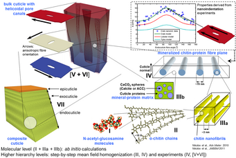 Fig. 1. Schematic depiction of the RVE’s (I-VII) of the numerical model for mineralized endocuticle of crustaceans. Fig. 1. Schematic depiction of the RVE’s (I-VII) of the numerical model for mineralized endocuticle of crustaceans.