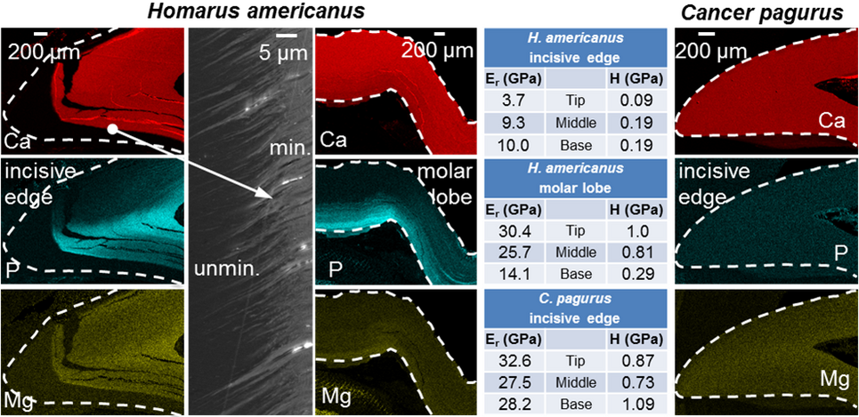 Fig. 1. Qualitative EDX-mapping of the local distribution of Ca, P and MG and local mechanical properties (table) measured on surfaces cut and polished longitudinally through the incisive edge and molar lobe of mandibles from H. americanus (left) and the incisive edge of C. pagurus (right).