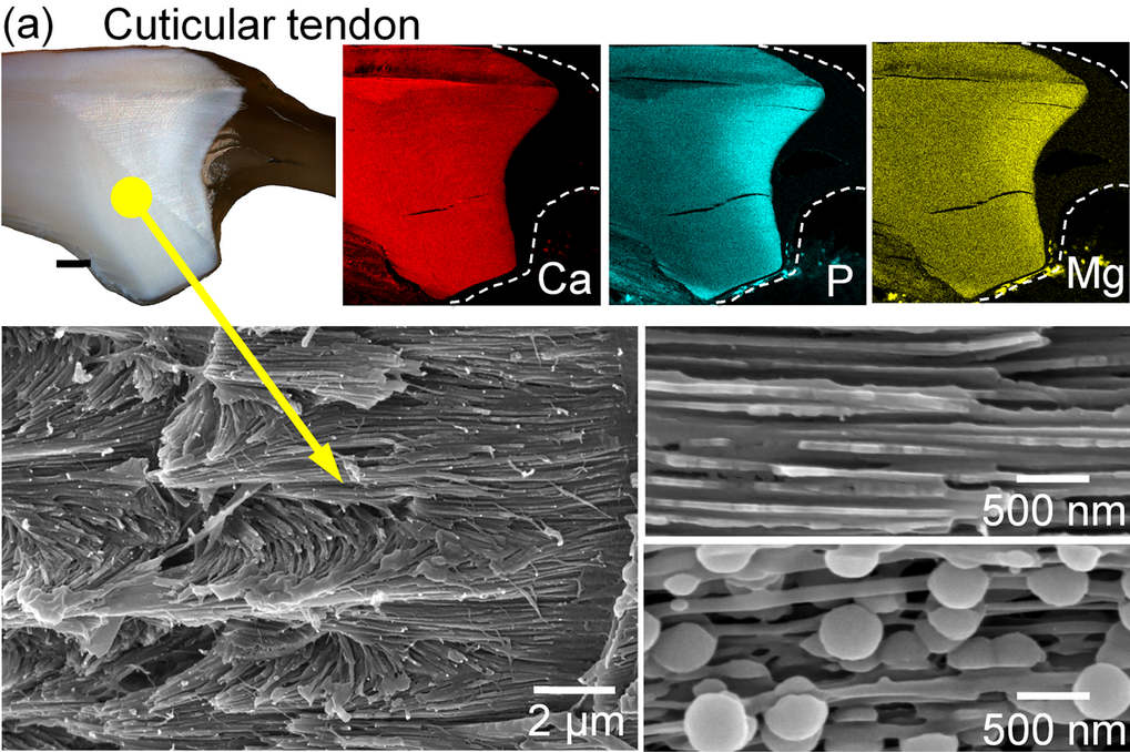 Fig. 1. Qualitative EDX-mapping of the local distribution of Ca, P and MG and SEM micrographs of regions with different structure and composition on cross sections through a cuticular tendon from a pereiopd of the crab C. pagurus. Fig. 1. Qualitative EDX-mapping of the local distribution of Ca, P and MG and SEM micrographs of regions with different structure and composition on cross sections through a cuticular tendon from a pereiopd of the crab C. pagurus.