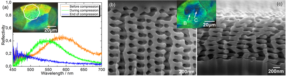 Fig. 1. a) Spectral shift of a photonic crystal domain in a scale of the weevil Entimus imperials during compression from the natural state b) to the state of maximum compaction c).