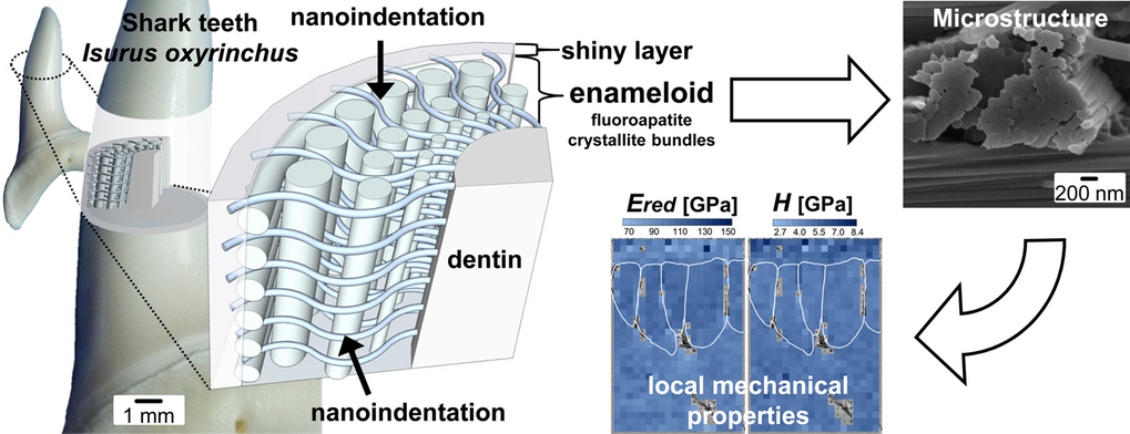 Fig. 1. Schematic depiction of the spatial arrangement and SEM micrograph of fluoroapatite crystallite bundles in the enameloid of the Mako shark Isurus oxyrhynchus. While their orientation is strongly anisotropic, both elastic modulus and hardness of the crystallite bundles are isotropic. Fig. 1. Schematic depiction of the spatial arrangement and SEM micrograph of fluoroapatite crystallite bundles in the enameloid of the Mako shark Isurus oxyrhynchus. While their orientation is strongly anisotropic, both elastic modulus and hardness of the crystallite bundles are isotropic.