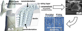 Fig. 1. Schematic depiction of the spatial arrangement and SEM micrograph of fluoroapatite crystallite bundles in the enameloid of the Mako shark Isurus oxyrhynchus. While their orientation is strongly anisotropic, both elastic modulus and hardness of the crystallite bundles are isotropic. Fig. 1. Schematic depiction of the spatial arrangement and SEM micrograph of fluoroapatite crystallite bundles in the enameloid of the Mako shark Isurus oxyrhynchus. While their orientation is strongly anisotropic, both elastic modulus and hardness of the crystallite bundles are isotropic.