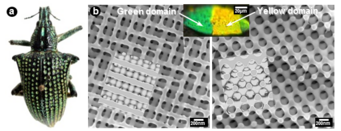Fig. 1. a) The neotropical weevil Entimus imperials. b) FIB-SEM sections and corresponding models of the photonic crystal structure in different domains of a scale from this weevil. Different orientations of the photonic crystal towards the incident light generate different colors. Fig. 1. a) The neotropical weevil Entimus imperials. b) FIB-SEM sections and corresponding models of the photonic crystal structure in different domains of a scale from this weevil. Different orientations of the photonic crystal towards the incident light generate different colors.