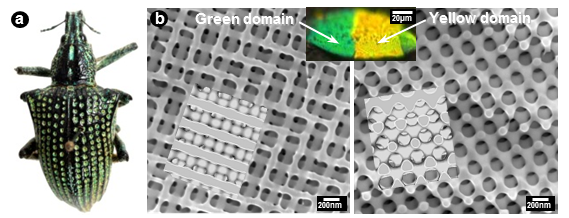 Fig. 1. a) The neotropical weevil Entimus imperials. b) FIB-SEM sections and corresponding models of the photonic crystal structure in different domains of a scale from this weevil. Different orientations of the photonic crystal towards the incident light generate different colors.
