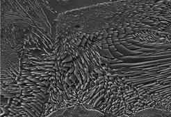 Carbides formed in a tempered martensitic steel