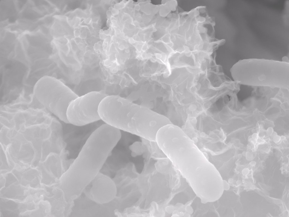 Fig. 4: Sulfate-reducing bacteria (Desulfopila corrodens strain IS4) in their extracellular polymeric substance on an iron substrate causing anaerobic microbially influenced corrosion.