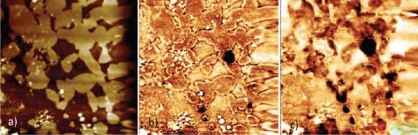 Fig.1: Detecting hydrogen on a 50×50 µm² surface area of a H charged austenitic steel after evaporation of a 100 nm Pd film. a) A topographic image obtained by AFM indicates austenitic (due to surface preparation topographically higher) and ferritic (lower, i.e., darker) regions. b) and c) Potential maps of this area obtained after 28 h and 44 h in the Kelvin probe mode. Above the austenites the potential decreases faster than above the ferrites due to the larger amount of stored hydrogen. The dark spots in b)-c) indicate sites with especially high hydrogen concentrations (traps).