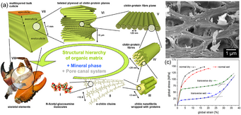 Fig.1. a) Structural hierarchy of the arthropod cuticle based on the organic matrix. b) Transversely fractured lobster cuticle showing its honeycomb-like structure generated by the pore canal system. c) Anisotropic mechanical „honeycomb“-behavior of lobster cuticle during compression in normal and transverse direction. Fig.1. a) Structural hierarchy of the arthropod cuticle based on the organic matrix. b) Transversely fractured lobster cuticle showing its honeycomb-like structure generated by the pore canal system. c) Anisotropic mechanical „honeycomb“-behavior of lobster cuticle during compression in normal and transverse direction.