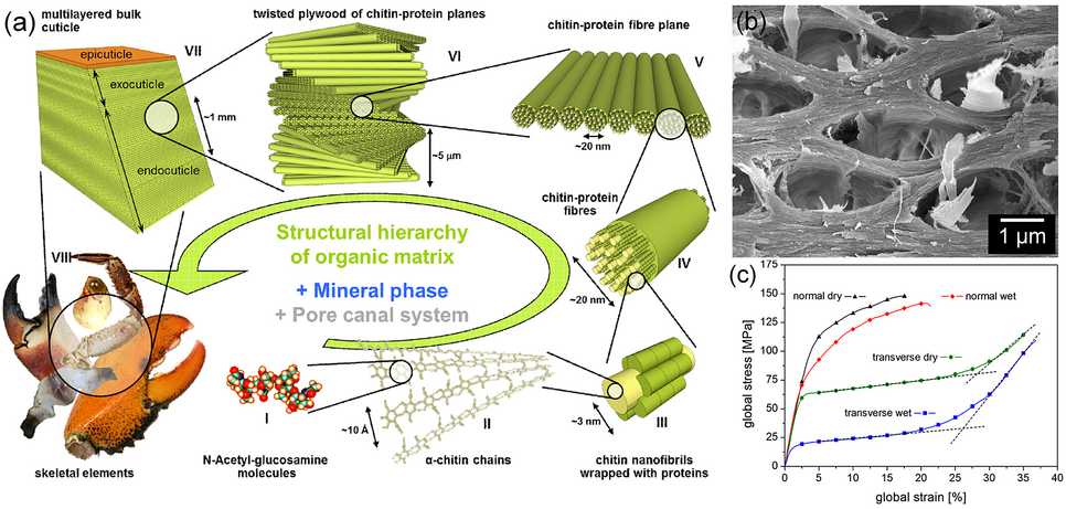 Fig.1. a) Structural hierarchy of the arthropod cuticle based on the organic matrix. b) Transversely fractured lobster cuticle showing its honeycomb-like structure generated by the pore canal system. c) Anisotropic mechanical „honeycomb“-behavior of lobster cuticle during compression in normal and transverse direction.