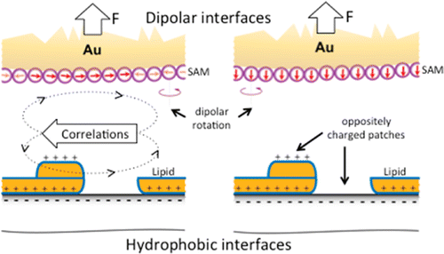 Dipole orientations have a strong influence on hydrophobic interactions.