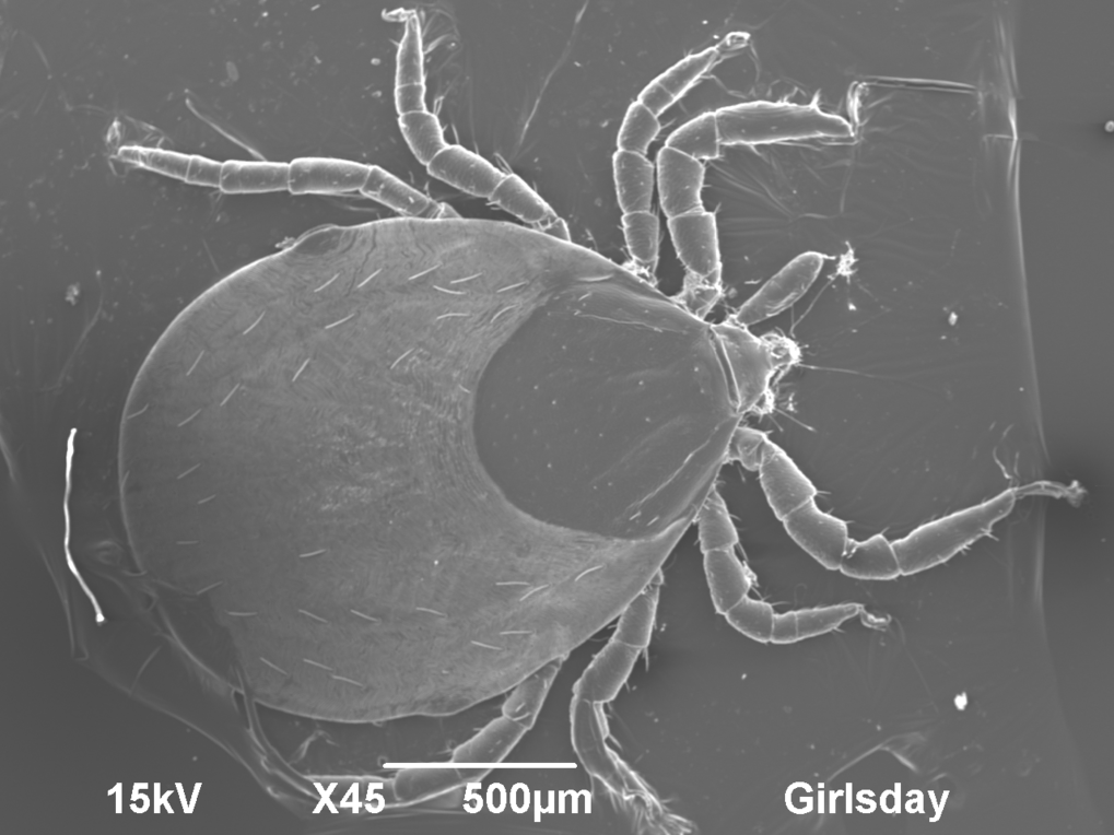 Rasterelektronenmikroskopaufnahme einer Zecke Rasterelektronenmikroskopaufnahme einer Zecke