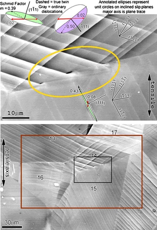 Figure 43: Microcracks arising from twin interactions with a grain boundary in TiAl. Ellipses represent tilted unit circles on slip planes identi ed by poles, with slip or twinning vectors as indicated, with shaded half below the surface. Schmid factors are based upon the global (vertical) stress direction. The surrounding microstructure was modeled using CPFE. Figure 43: Microcracks arising from twin interactions with a grain boundary in TiAl. Ellipses represent tilted unit circles on slip planes identi ed by poles, with slip or twinning vectors as indicated, with shaded half below the surface. Schmid factors are based upon the global (vertical) stress direction. The surrounding microstructure was modeled using CPFE.