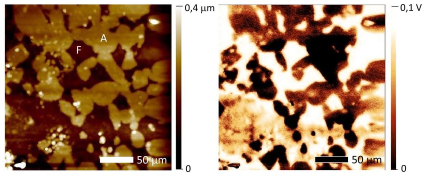 Topographie (links, A: Austenit, F: Ferrit) und H-Potentialkontrast (rechts) in einem Mehrphasenstahl nach Beladung mit Wasserstoff. Aus dem Austenit wurde deutlich mehr Wasserstoff frei gesetzt, erkennbar an den niedrigeren Potentialen. Topographie (links, A: Austenit, F: Ferrit) und H-Potentialkontrast (rechts) in einem Mehrphasenstahl nach Beladung mit Wasserstoff. Aus dem Austenit wurde deutlich mehr Wasserstoff frei gesetzt, erkennbar an den niedrigeren Potentialen.