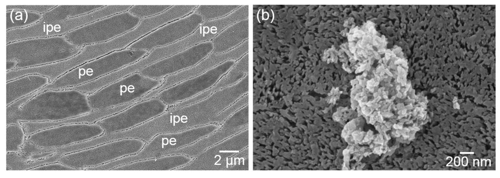 Fig. 1. (a) SEM micrograph of a bovine enamel model surface polished tangentially to the tooth surface with exposed prismatic (pe) and interprismatic enamel (ipe). (b) Synthetic hydroxyapatite particle adhering to the enamel surface after application in a process inspired by a mouth-rinse procedure.
