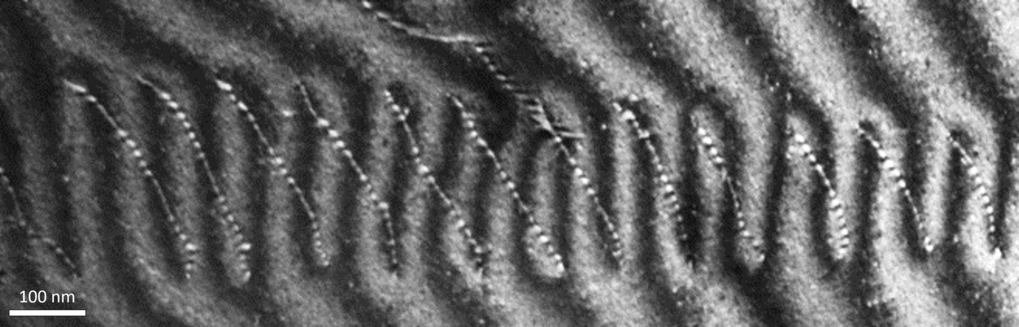 Figure 2: Weak beam dark field image of an array of dislocations in HEAs Figure 2: Weak beam dark field image of an array of dislocations in HEAs