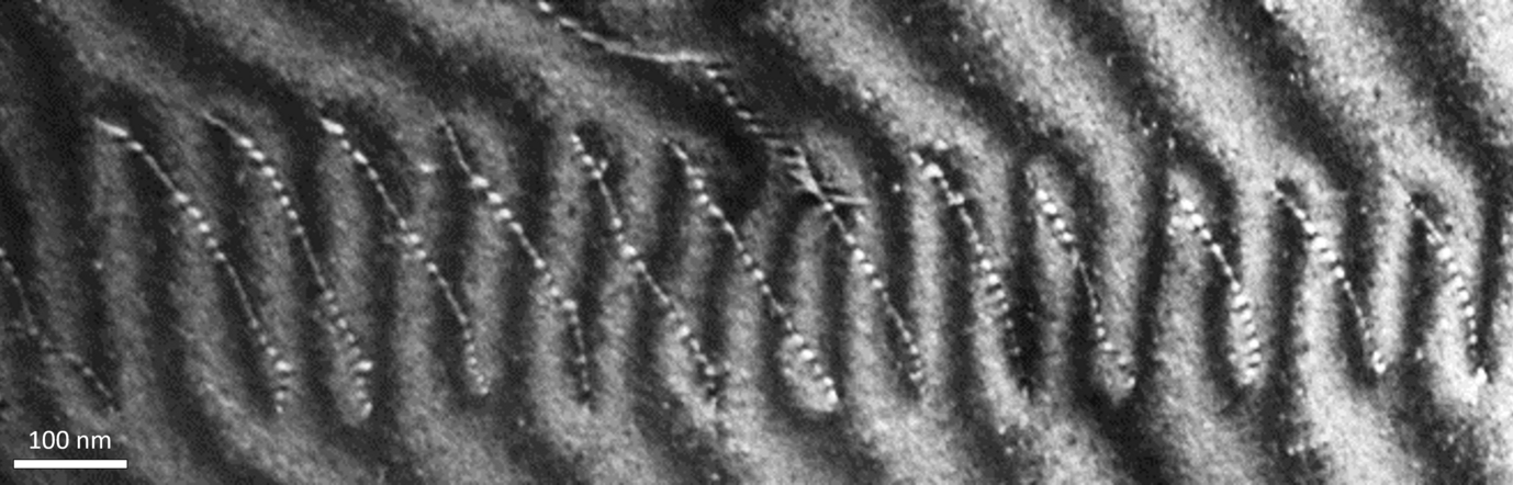 Figure 2: Weak beam dark field image of an array of dislocations in HEAs