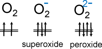 Occupation of the π* orbital in the O2 neutral molecule, superoxide, and peroxide. Occupation of the π* orbital in the O2 neutral molecule, superoxide, and peroxide.