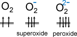 Occupation of the π* orbital in the O2 neutral molecule, superoxide, and peroxide.