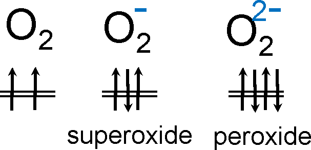 Occupation of the π* orbital in the O2 neutral molecule, superoxide, and peroxide.