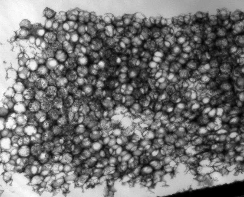 The schematic shows an inverse opal, conductive antimony-doped tin oxide (ATO) scaffold (white), deposited on a FTO substrate (blue) and decorated with Sn-doped hematite nanoparticles (red) in water. Hematite acts as a catalyst that oxidizes hydroxide ions to oxygen and water. By depositing the nanoparticles on a conductive scaffold, the electrons do not have to travel through the badly-conducting hematite to reach the substrate. On the right, a HAADF-STEM image shows what the pores actually look like, with an inset EDX map showing the elemental distribution of Fe (red) and Sn (cyan). The schematic shows an inverse opal, conductive antimony-doped tin oxide (ATO) scaffold (white), deposited on a FTO substrate (blue) and decorated with Sn-doped hematite nanoparticles (red) in water. Hematite acts as a catalyst that oxidizes hydroxide ions to oxygen and water. By depositing the nanoparticles on a conductive scaffold, the electrons do not have to travel through the badly-conducting hematite to reach the substrate. On the right, a HAADF-STEM image shows what the pores actually look like, with an inset EDX map showing the elemental distribution of Fe (red) and Sn (cyan).
