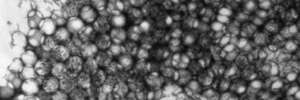 Copyright Max-Planck-Institut für Eisenforschung GmbH Copyright Max-Planck-Institut für Eisenforschung GmbH