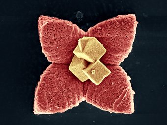 A Blooming New World (deutsch: eine blühende neue Welt) - das Bild, welches den Wettbewerb gewonnen hat. A Blooming New World (deutsch: eine blühende neue Welt) - das Bild, welches den Wettbewerb gewonnen hat.