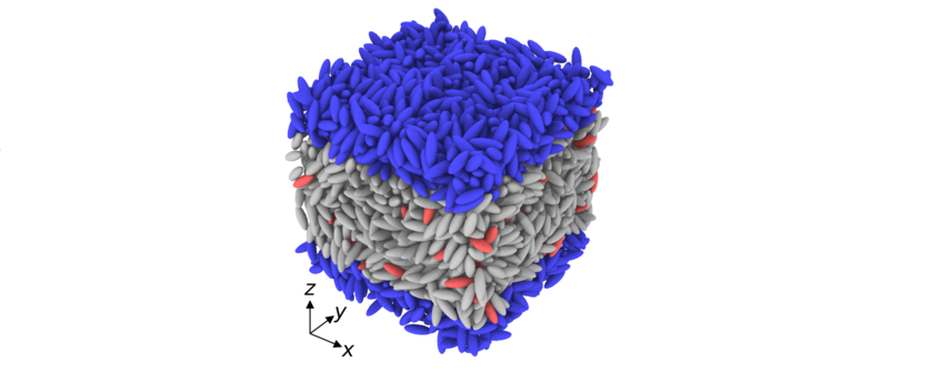 FIG. 1. A snapshot of the simulation setup in absence of the shear and the external magnetic field: red, gray, and blue ellipsoidal particles represent magnetic, non-magnetic, and wall particles, respectively. The sample is in an isotropic state, the state where the walls are created. The sample is sheared by a relative motion of the walls along x-direction. FIG. 1. A snapshot of the simulation setup in absence of the shear and the external magnetic field: red, gray, and blue ellipsoidal particles represent magnetic, non-magnetic, and wall particles, respectively. The sample is in an isotropic state, the state where the walls are created. The sample is sheared by a relative motion of the walls along x-direction.