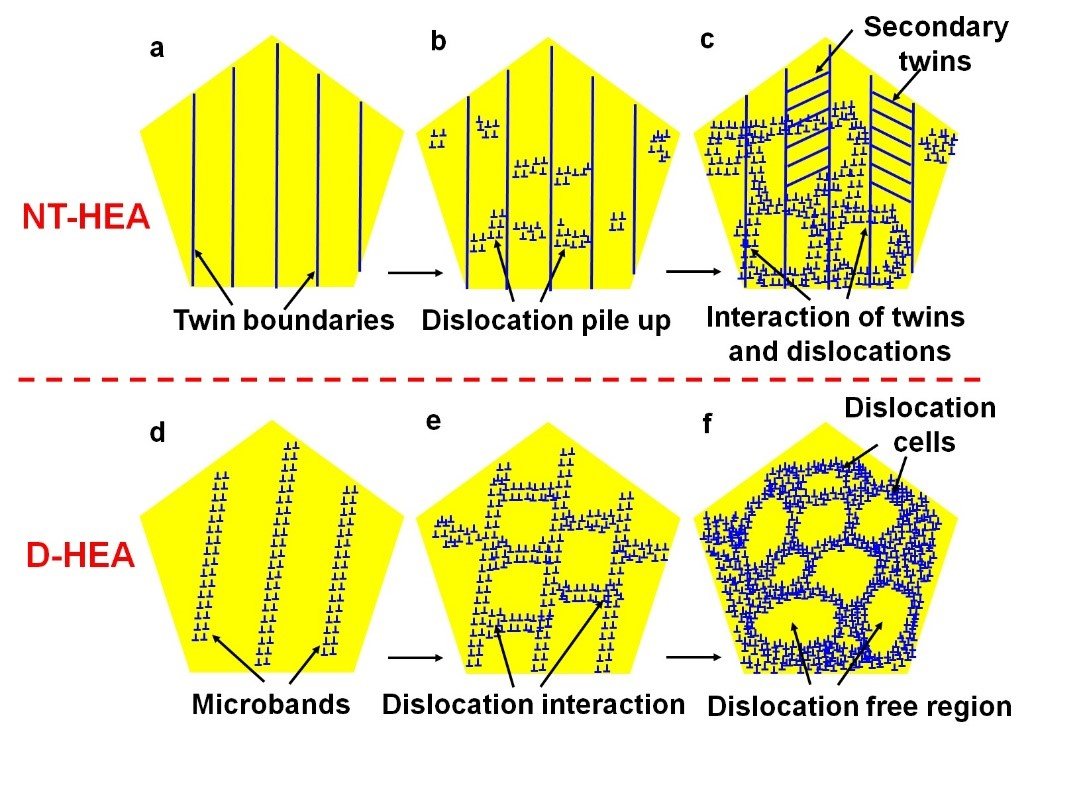 Schematic showing the evolution of microstructures of the two high entropy alloys