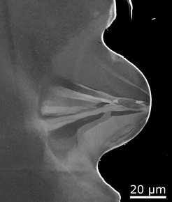 Fig. 1: Arc melted Fe2VAl alloy after laser surface remelting (power 200 W, speed 1400 mm/s, focus size 90 µm).