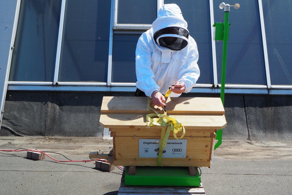 Benjamin Breitbach, technical assistant in the department "Structure and Nano-/Micromechanics of Materials" and beekeeper, has set up honeycombs from his own keeping. Person in protective gear working on a digital beehive.