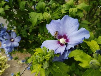 Bees are very important for the preservation of our ecosystem. Bees are very important for the preservation of our ecosystem.