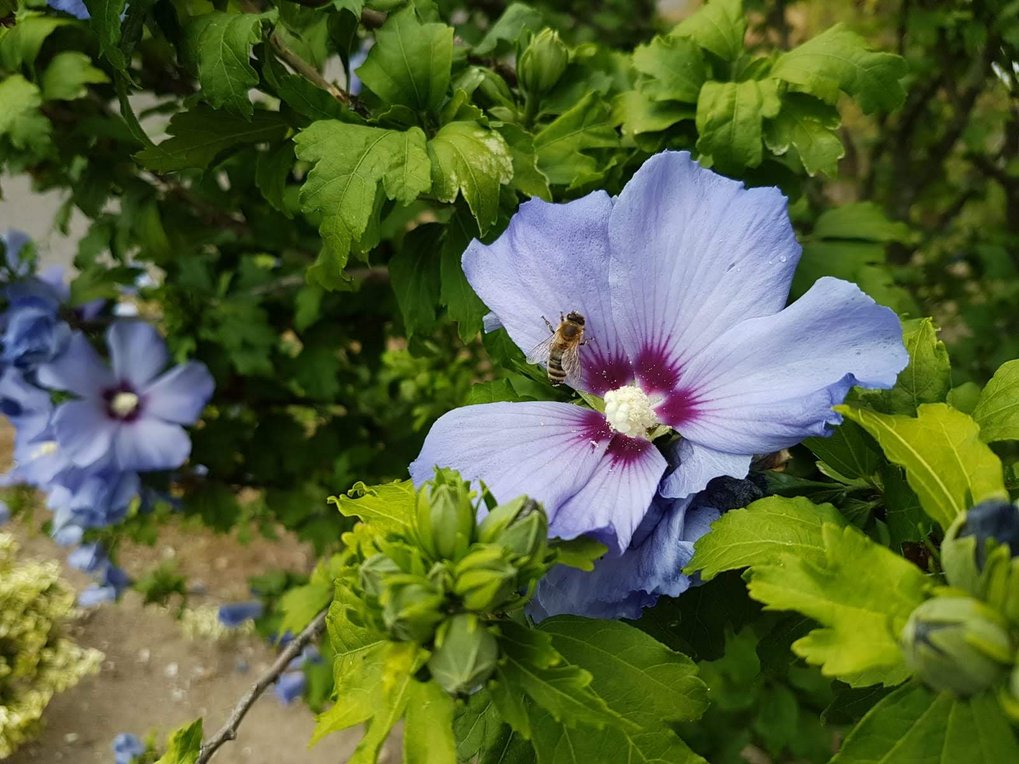 Bees are very important for the preservation of our ecosystem. A bee rests on a purple hibiscus flower with a red center, surrounded by lush green foliage.
