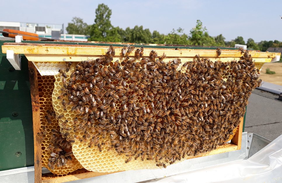 Der MPIE-Bienenstock beherbergt ein Volk von 10.000 Bienen und wird vom MPIE-Mitarbeiter und Hobbyimker Benjamin Breitbach betreut.