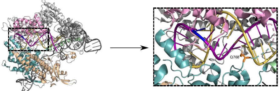 Neue präzisere Cas9-Variante